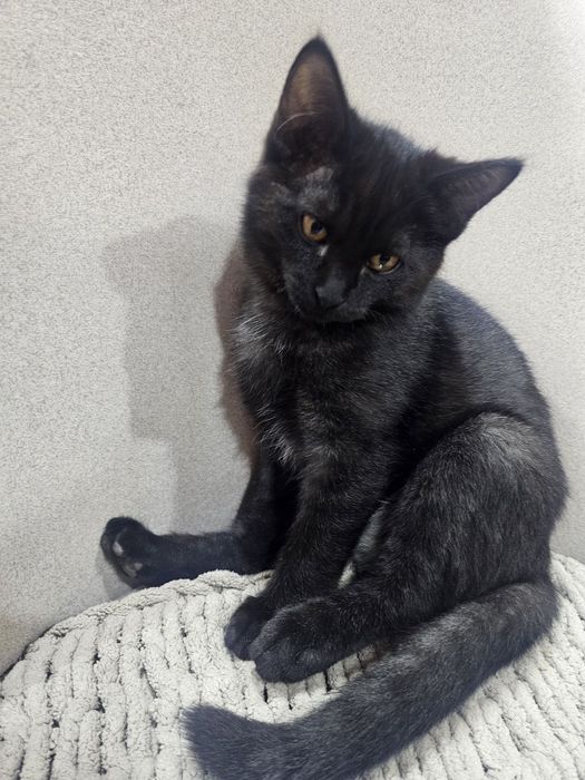 Отдам даром в хорошие руки