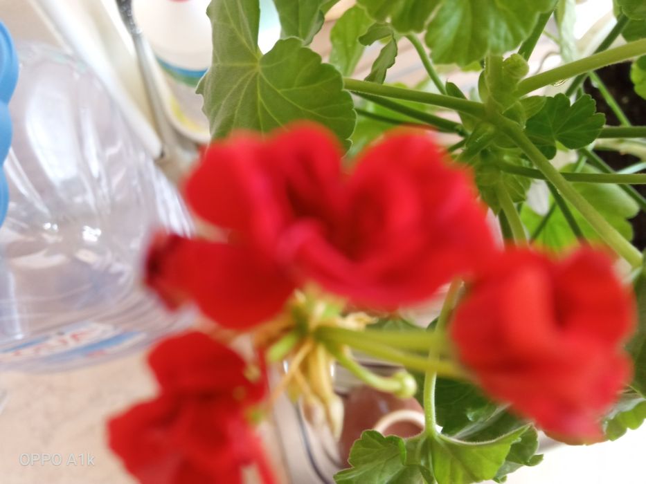 Продам домашние цветы