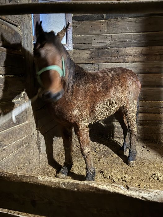 Байтал  сатылады.