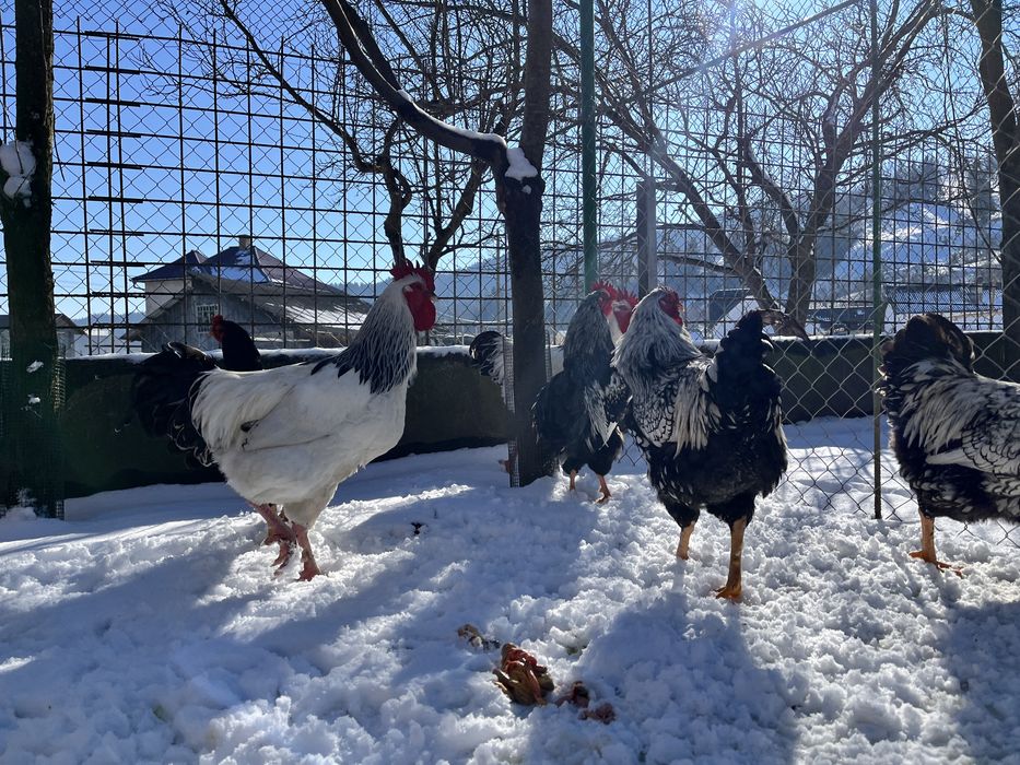 Cocosi de rasă Sussex Wyandotte Barnevelder Combatant Indian