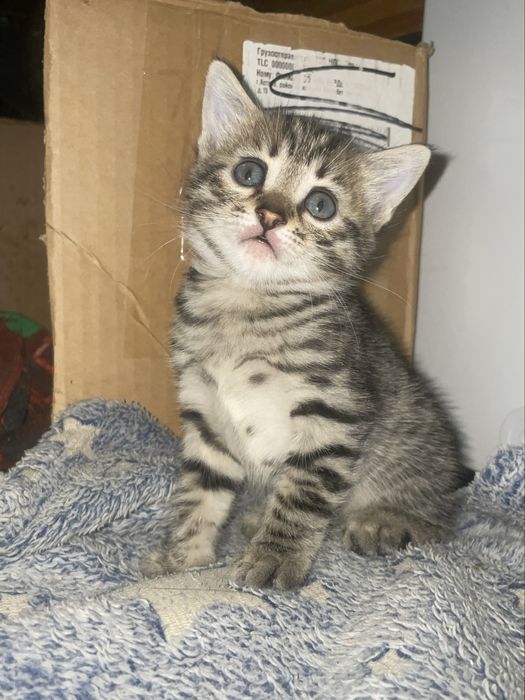 Продам бенгальских котят