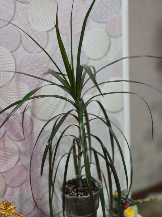 Комнатные цветы. Филодендрон. Драцена