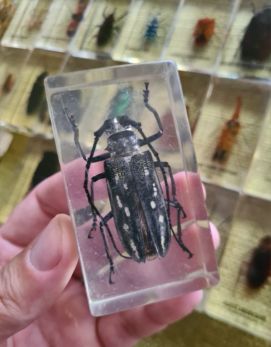 Insecte Reale DeAgostini Franta Insectar Incadrate In Rasina Copii