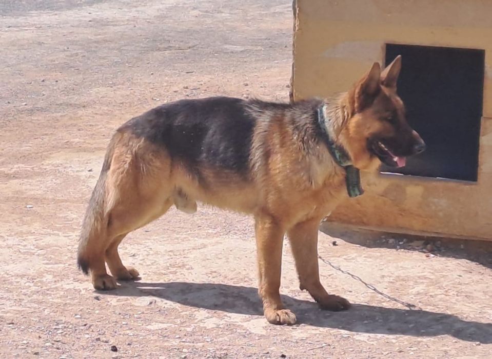 продам Немецких овчарок