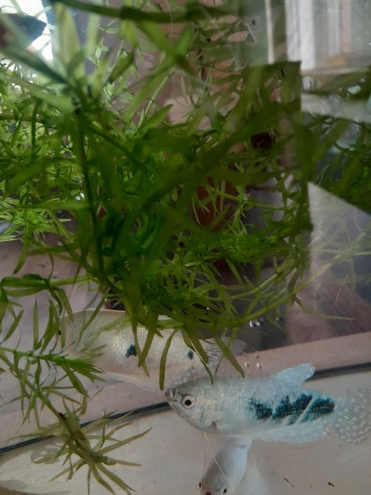 Аквариумные рыбки