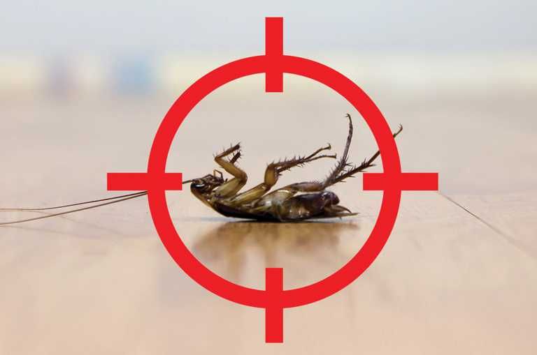 Dezinsectie, Dezinfectie, Deratizare - Servicii DDD - Contract DDD- Bu