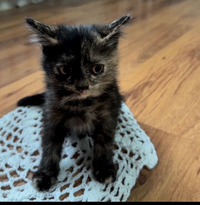 Ищем дом для котят