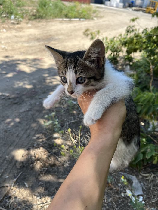 Отдам котенка в хорошие руки