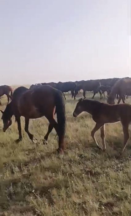 Кулынды бие Кобыла