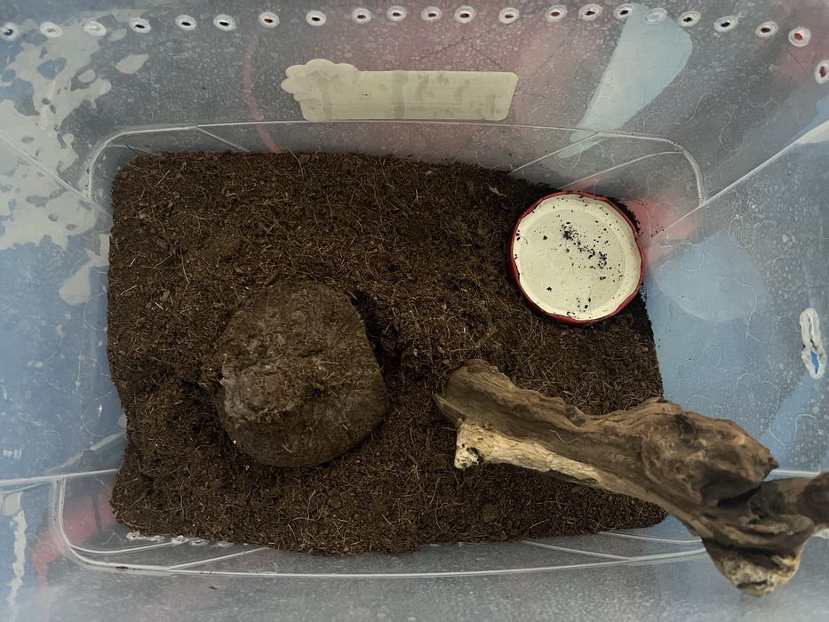 Паук Grammostola aureostriata