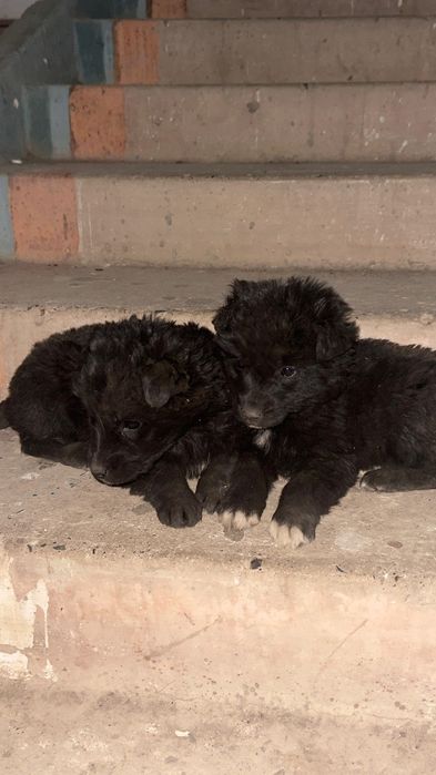 Отдам щенков в хорошие руки