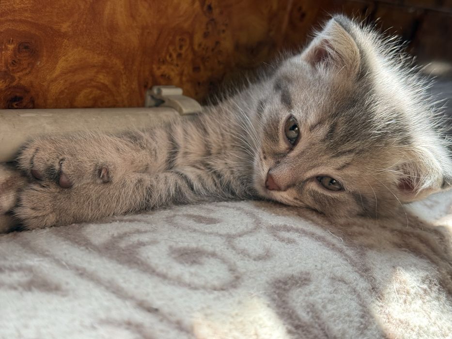 Домашние котята