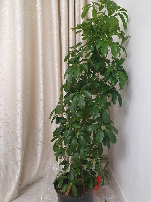 Шефлера, сатып алынғанына 4 күн болды.