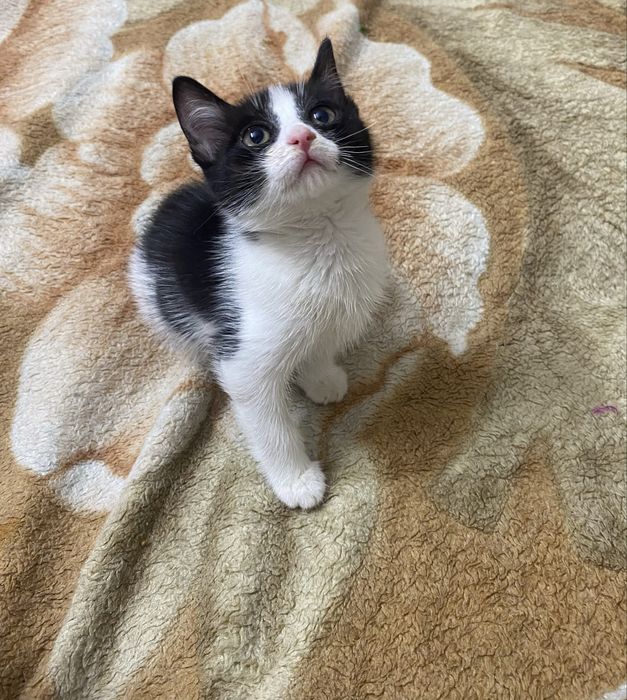Отдам котенка 1 месяц