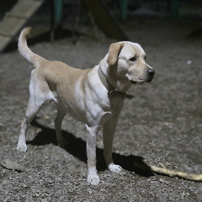 Вязка лабрадор ритривер.  Бесплатно