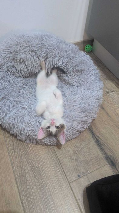 adoptie Charlie