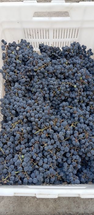 Продам виноград для компотов сладкий