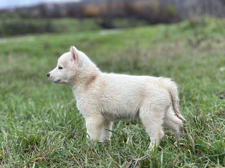 Femeluta husky siberian!