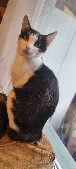 Котета на около 2 месеца в гр.София, Лозенец