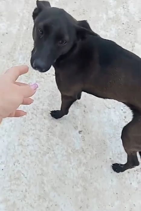 Девчонка ищет дом.