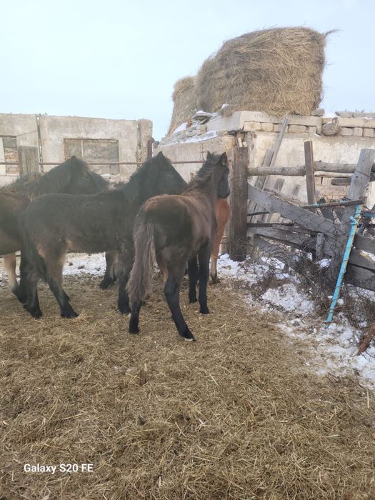 Жабағы сатамын срочно