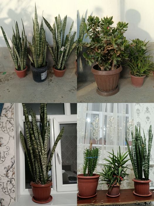 Продаются комнатные растения