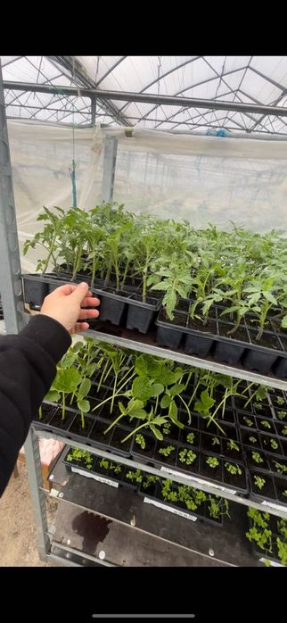 Rasaduri de Ardei Kapia Kaptur