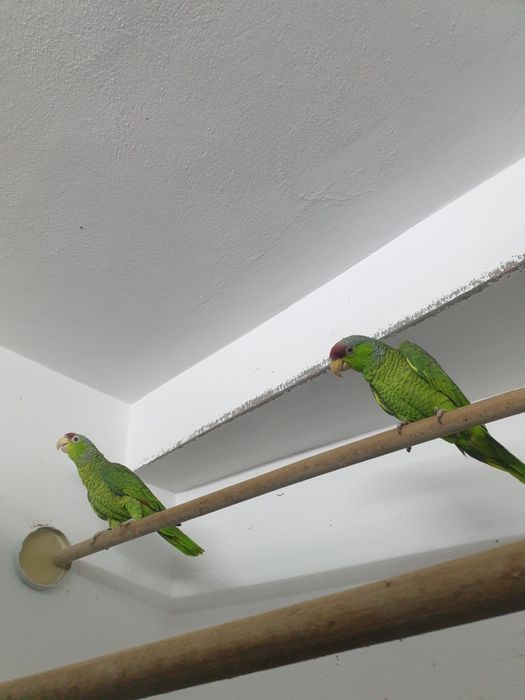 Papagali amazon vinci maturi