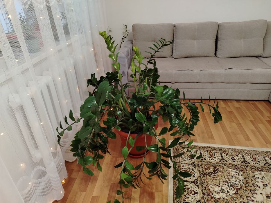 Цветок замиокулькас