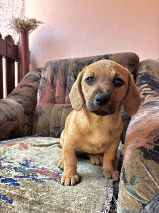 Cățelușă spre adopție – talie mică, 3 luni
