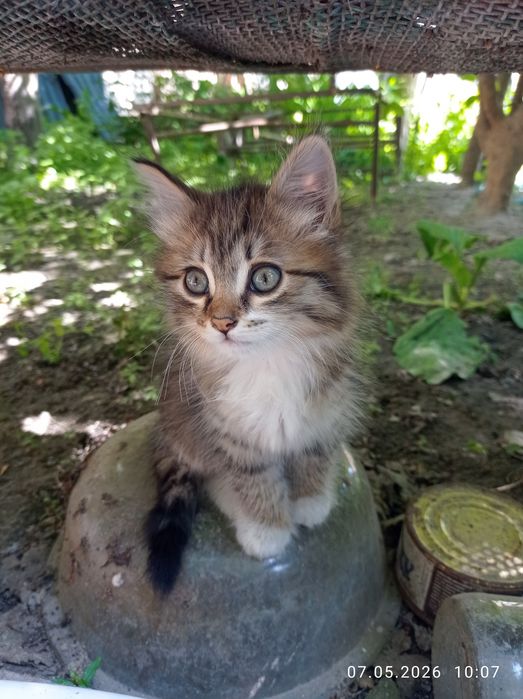 Продам котят в хорошие добрые руки