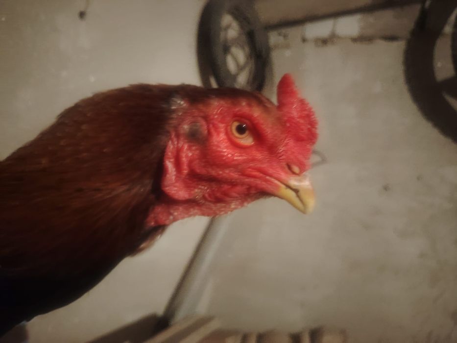 Тауық қораз сатылады