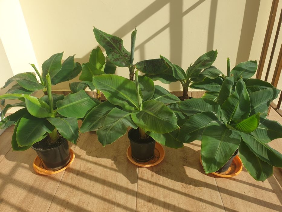 Продавам банани изгодно ПРОМОЦИЯ