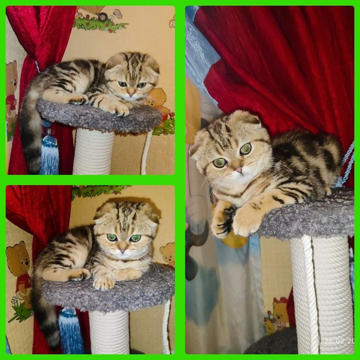 Скоттиш фолд девочка Окрас золотой мрамор