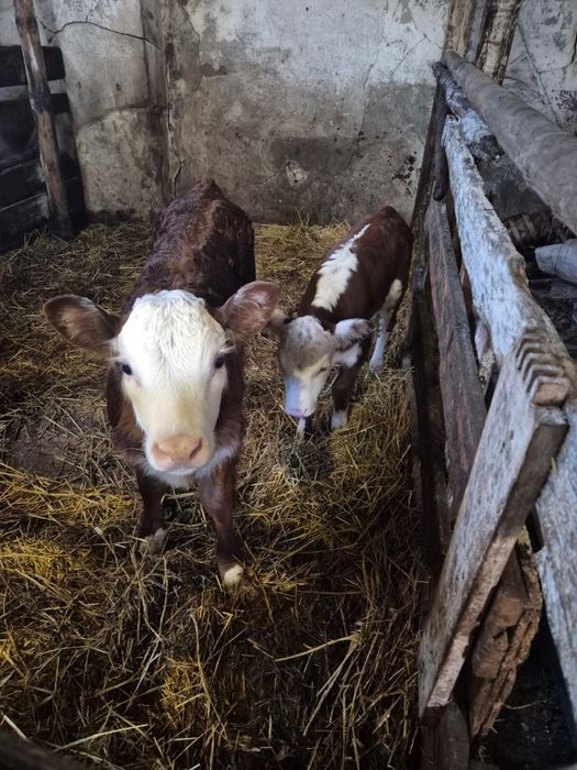 Продам двух телят