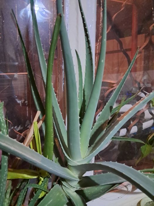 Алое вера огромное обмен. Лечебное