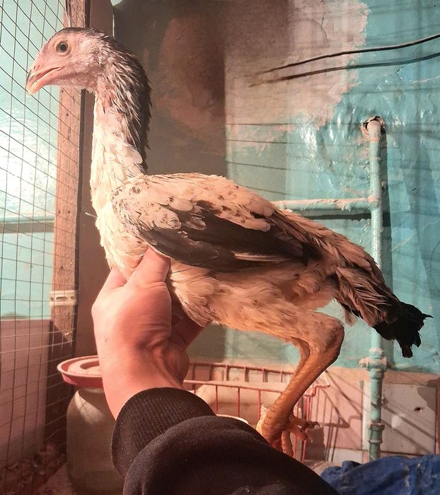 Продам курочек бойцовые