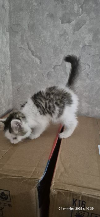 Отдам котенка бесплатно