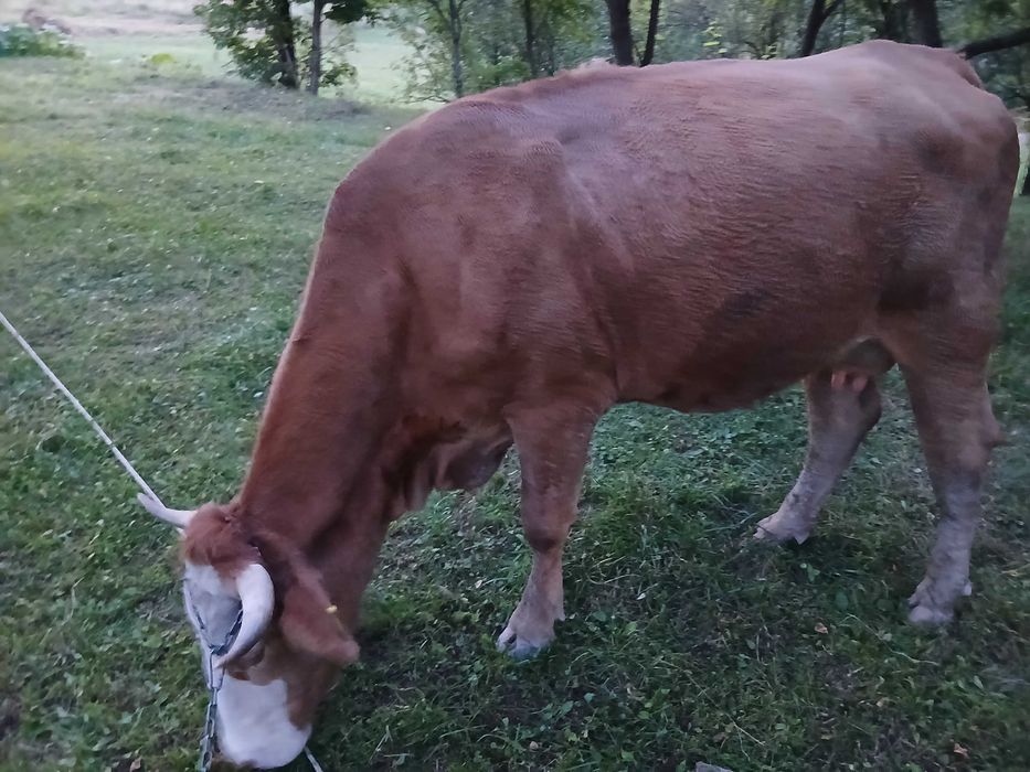 Vaca de vanzare