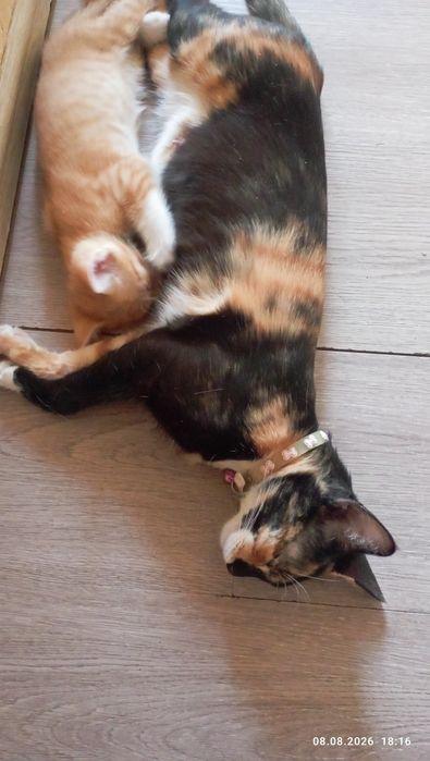 Отдам мать и её 5ых котят