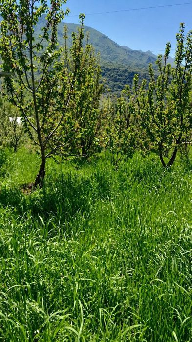Parkent tumani Kumushkon uchaska dacha