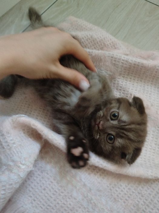 Котята скотишь фолд