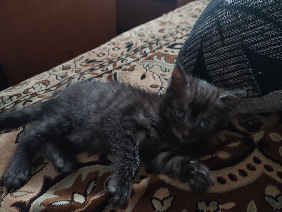 Котенок отдам бесплатно