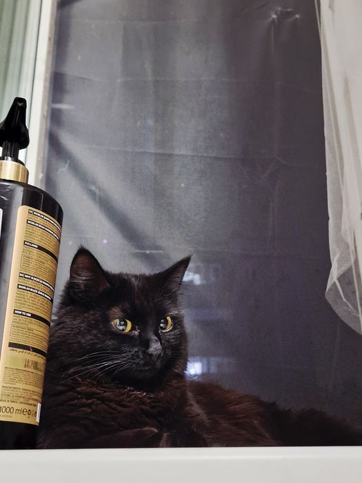 Нужен кот на вязку СРОЧНО