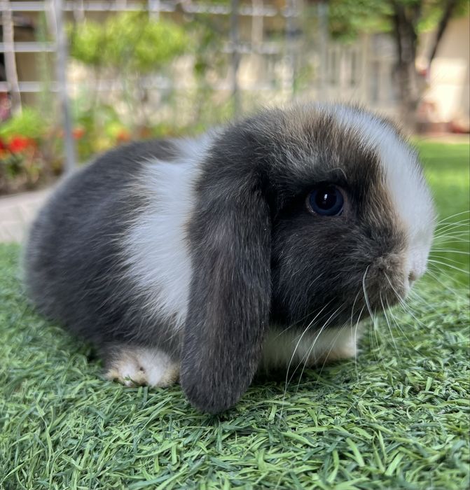 Евро Карлик куенлар фото реал хаммаси сотвуда бор