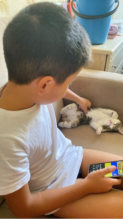 Котенок девочка, 3 месяца