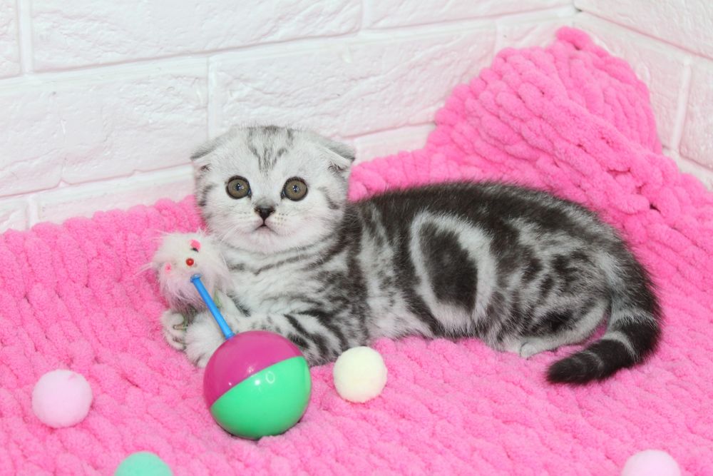 Очаровательные Вислоухие Котята Скоттиш Фолд