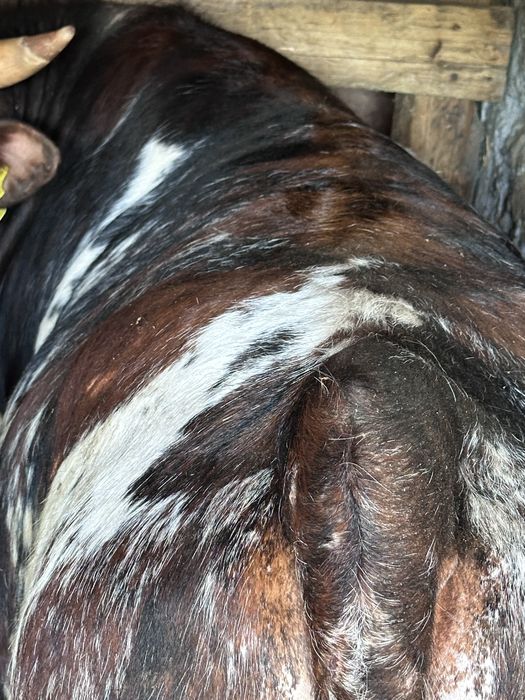 Бычек(согым)жирная