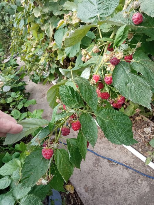 Саженцы ремонтантной малины