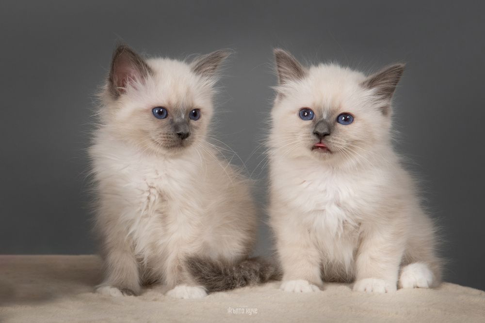 Бутикови котенца /Бирманска свещена котка